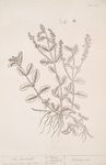 Male speedwell.