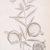 Pomgranates.