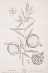Pomgranates.