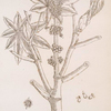 The great spurge or palma christi.