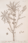 The great spurge or palma christi.