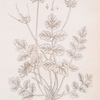 Musk crane's bill.