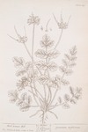 Musk crane's bill.