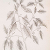 Black alder.