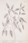 Black alder.