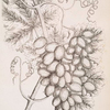 The vine.