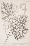 The vine.