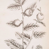The medlar tree.