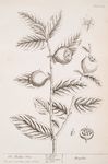 The medlar tree.