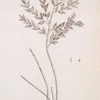 Kneeholm or butcher's broom.