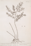 Kneeholm or butcher's broom.