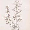 Pellitory of the wall.