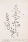 Pellitory of the wall.
