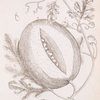 The citrul or water-melon.