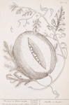 The citrul or water-melon.