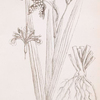 Wild iris or stinking gladwyn.