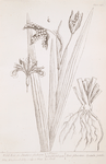 Wild iris or stinking gladwyn.