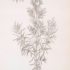 Rosemary.