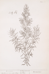 Rosemary.