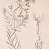 The smaller spurge.