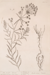 The smaller spurge.