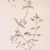 Chickweed.