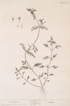 Chickweed.