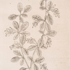The barberry bush.
