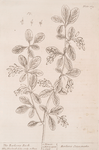 The barberry bush.