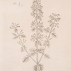 Mountain calamint.