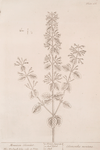 Mountain calamint.