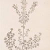 The common calamint of the shops.