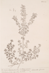 The common calamint of the shops.