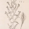 Golden rod.