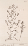 Golden rod.