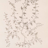Fluellin or female speedwell.