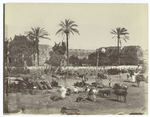 Marketplace of Joppa, Palestine