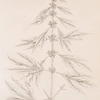 Motherwort or marrubium.