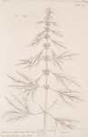 Motherwort or marrubium.
