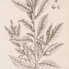 The bay tree.
