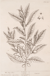 The bay tree.