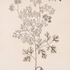 Coriander.