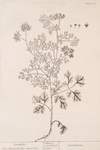 Coriander.
