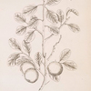 The wilding or crab tree.
