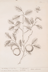 The wilding or crab tree.