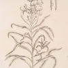 Wall-flower.