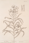 Wall-flower.