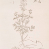Small germander.