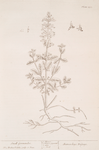 Small germander.