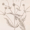Wild scabious.